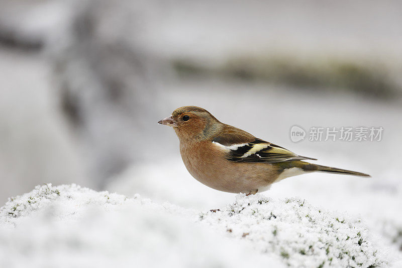 冬天的苍头燕雀(Fringilla coelebs)